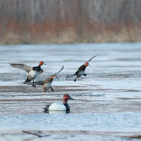 DOA Refuge Canvasback Decoys Foam Filled